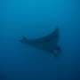 Majestic manta rays dive deep to survive storm events, data reveal