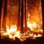 After the fires: Protecting LA's trees while learning lessons for the future