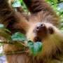 Why are sloths slow? It's in their DNA
