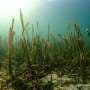 'Protected' seagrass meadows aren't necessarily healthy, because pollution doesn't stop at the shoreline