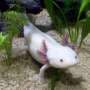 For regrowing human limbs, this salamander gene could hold the key