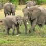 Social mammals live longer—but bigger groups don't add that many extra years