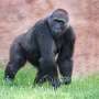 Great apes: What we know about their cognition, cooperation and curiosity after two decades of research
