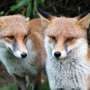 Foxes and birds could be 'early warning system' to survey spread of antibiotic resistance into ecosystems