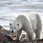 Why do polar bears approach human infrastructure? The answer is more complex than we thought