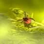 More than one in three Norwegian dogs shows signs of tick-borne disease