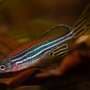 Fish have no necks, yet this ancient balancing trick keeps their heads startlingly steady in motion