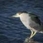 Wading bird populations in the New York–New Jersey Harbor are in decline
