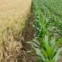 Crops predictably select growth boosting microbes regardless of soil type, study finds