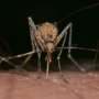 PEG400 reveals parasite-only pocket that could sharpen malaria treatment