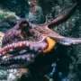 How the octopus uses its 'taste by touch' sensory system to feel out potential mates