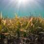'Not just hot water': Marine heat waves can create toxic relationship between seagrasses and microbes