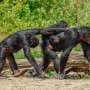 Chimpanzees' unusually protracted and vulnerable adolescences