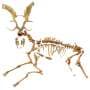120,000-year-old European fallow deer—tracing the loss of genetic diversity