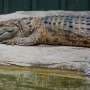 129,000 years of crocodiles: What we know about Australasia's ancient apex predators