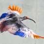 8 crested ibises released in Japan decades after extinction