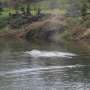 A gray whale that swam 20 miles up a Washington state river is found dead