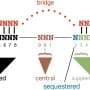A new interface to study RNA biology