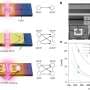 Metamaterials enable control of heat transfer at nanoscale, potentially transforming energy and electronics