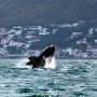 War‑driven sea detours are reshaping shipping routes, putting whales off South Africa in sudden peril