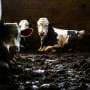 Dangerous livestock pest case confirmed in Texas