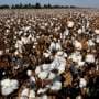 Adequate potassium management is key to maximizing cotton yield and fiber quality, researchers reiterate
