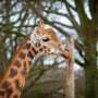 AI camera platform to help monitor zoo animals' welfare