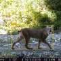 AI cuts wildlife tracking time from months to days
