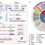 AI-driven framework enables precise prediction of RNA splicing and isoform usage