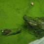 Algal bloom crisis shows climate risks need evaluative governance
