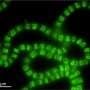 Cyanobacteria surprise scientists with evolutionary shift