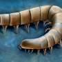 Ancient sea fossils indicate millipede and centipede ancestors evolved their legs while still underwater