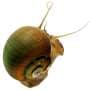 Jurassic viral gene may have helped apple snails start laying eggs on land