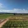 AI and drones can select the most resilient wheat