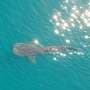 Assessing the impact of drones on whale sharks