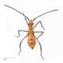 Baby bugs must play 'game of roulette' to find survival partners before time runs out