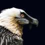Wild bird eggs reveal pollutants' environmental footprints