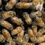 Bees can detect viruses in food sources, but don't necessarily avoid them