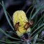 Beetle mating rituals key to Banksia populations