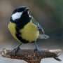 How to feed your garden birds without spreading disease
