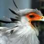 Birds of prey in South Africa are in trouble—a study analyzes data from 16 years of road counts