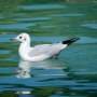 New tool helps accurately assemble notoriously difficult bird genomes