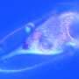 Centuries-old planktonic shell mystery solved with discovery of self-assembling proteins