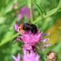 Bee more specific: New radar tech could improve identification and tracking of key pollinators