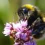Queen bumblebees can breathe underwater for days. We discovered how