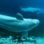 Canadian government endorses a plan to move whales from shuttered Marineland park to US and Spain