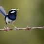 'Canary in the coal mine': Superb fairy-wrens in Canberra could go extinct within 30 years