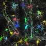Cell-by-cell sodium mapping reveals astrocytes are far less uniform than believed