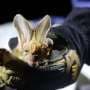Ghost bat dialects emerge across colonies, study suggests