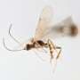 Chilean wasp named in honor of Sir David Attenborough's 100th birthday